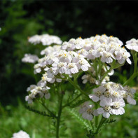 Photo of yarrow