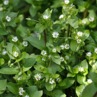 Fotografie de woodlice herb 2