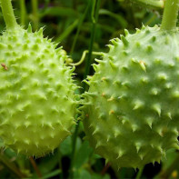 Photo of Angueria (Antilles cucumber)