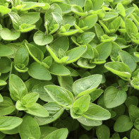 Photo of marjoram