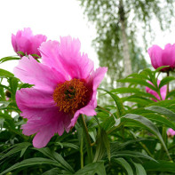 Photo of rogue peony 2