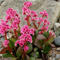 Fotografie de Bergenia Bergenica 5