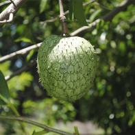 Guanabanas augļa foto 2