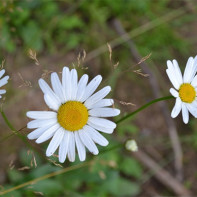 Fotografia harmančeka 2