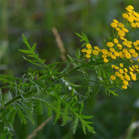 Fotografie de tansy