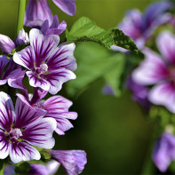 Photo of the wood malva