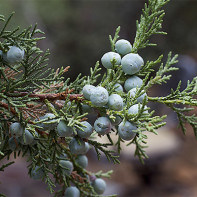 Photo of juniper 4