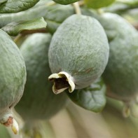 Fotografie de feijoa 2