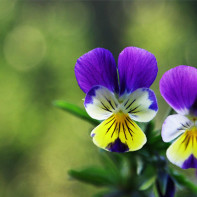 Fotografie de violet tricolor 2