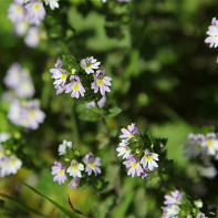 Photo of eyebright