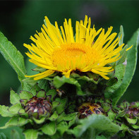 Fotografia elecampane 5