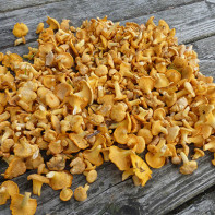 Φωτογραφία μανιταριών chanterelles 3