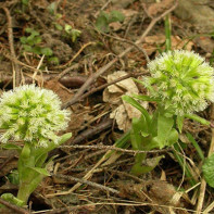 Fotografia Butterbur 2