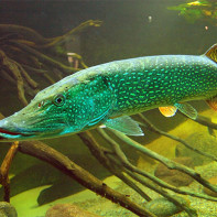 Photo of pike