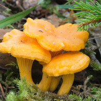 Fotografie de ciuperci Chanterelles 2