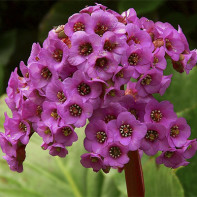 Fotografie de Bergenia Bergenica