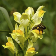 A photo of common linseed