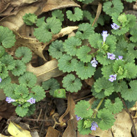 Fotografie de budwort iederă