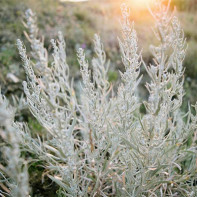 Photo of the wormwood