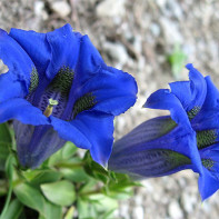 Photo of Gentian 3