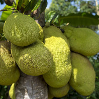 Foto Jackfruit 3