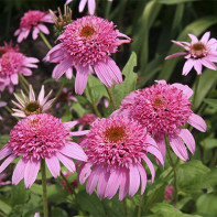 Fotografia Echinacea 2