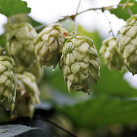 Photo of hop cones 4