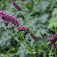 Photo of hyssop 2