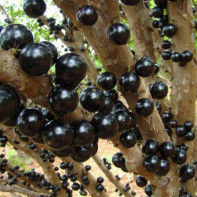 Fotografia jaboticaba 5