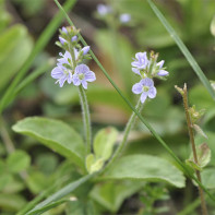 Fotografie de Veronica officinalis 3