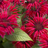 Fotografia monarda 2