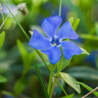 Μια φωτογραφία του periwinkle 3