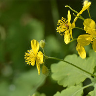 Photo of celandine 2