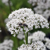 Photo of valerian 5