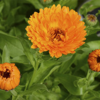 Photo of marigold 4