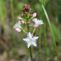 Photo of a three-leafed fern 4