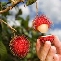 Photo of rambutan 5