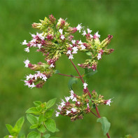 Fotografie de oregano