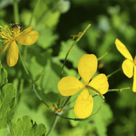 Photo of celandine