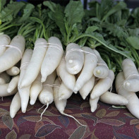 Fotografie de daikon 3