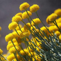 Photo of immortelle 2