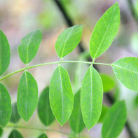 Fotografie de Sophora japoneză 5