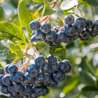 Blackthorn rowanberry fotografie 3