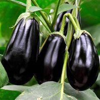 Eggplant photo