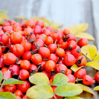 Wild rose hips photo 3