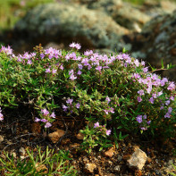 Thyme photo 5