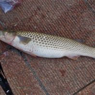 Fotografia tuleňa škvrnitého 2