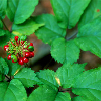 Fotografie de ginseng