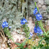 Φωτογραφία της Veronica officinalis 5