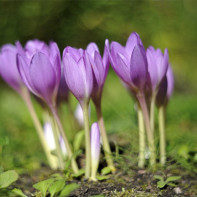 Colchicum صورة 3